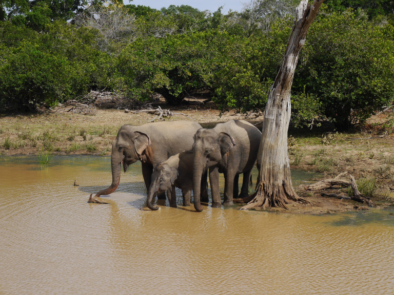 sri lanka safari yala