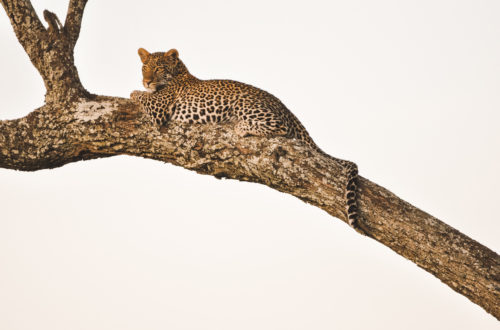 leopard seringeti national park