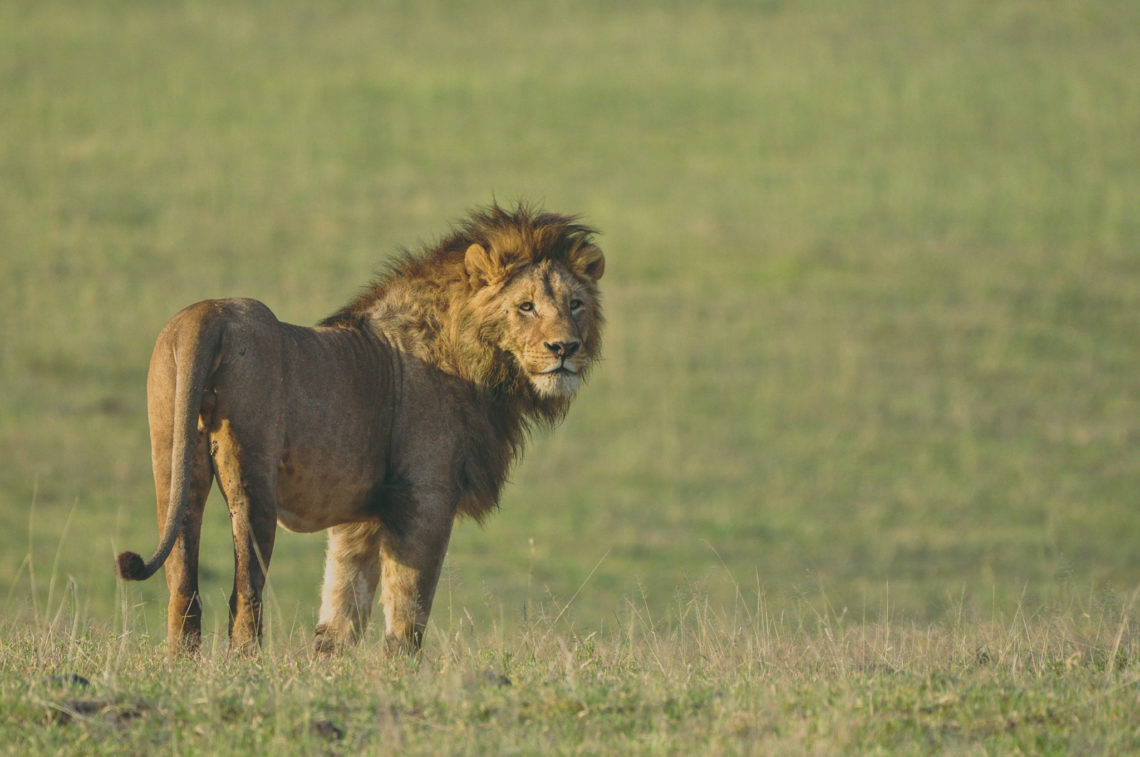 leão ngorongoro