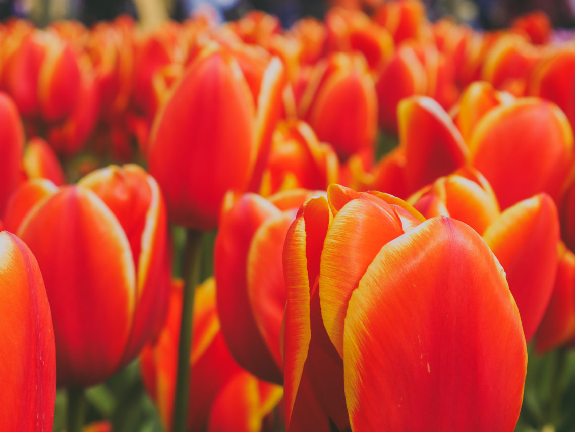 Keukenhof Holanda Primavera